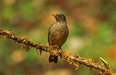 Close-up of bird perching on branch