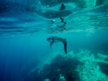 Man swimming in sea