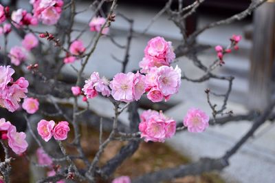 Close-up of pink flowers on branch