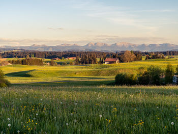 Scenic view of field against sky
