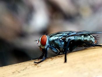 Close-up of fly on wood