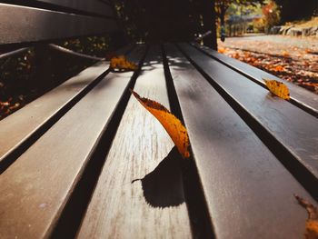 Close-up of leaves fallen on bench in park
