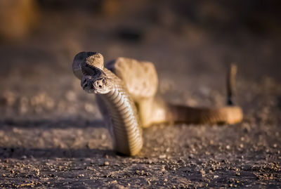 Close-up of lizard on land