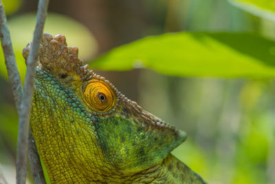 Close-up of lizard