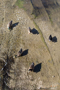 High angle view of birds flying over land