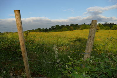 Scenic view of field against sky