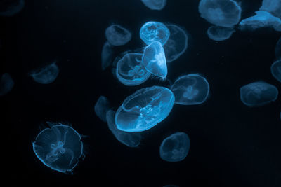 Jellyfish swimming in aquarium 