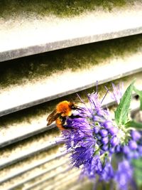 Close-up of honey bee on purple flower