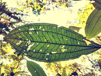 Low angle view of plant leaves against sky