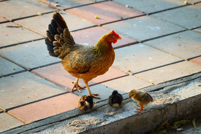 High angle view of hen and chicks