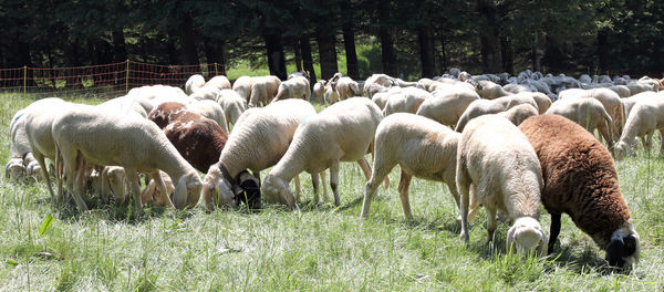 Flock of many white sheep grazes on the meadow