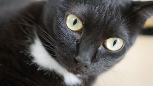 Close-up portrait of cat