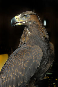 Close-up of eagle