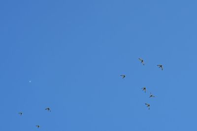 Low angle view of birds flying in the sky