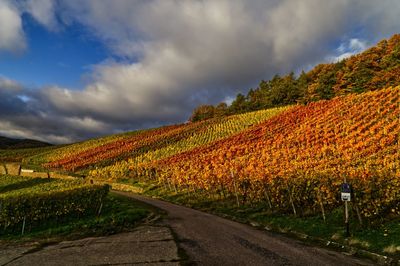 Road amidst vineyard against sky during autumn