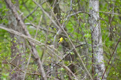 Bird perching on a tree