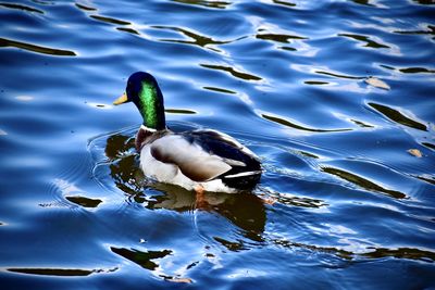 High angle view of duck swimming in lake