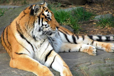 Cat lying in a zoo