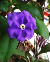 Close-up of purple flowers blooming outdoors