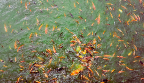 High angle view of fish swimming in lake