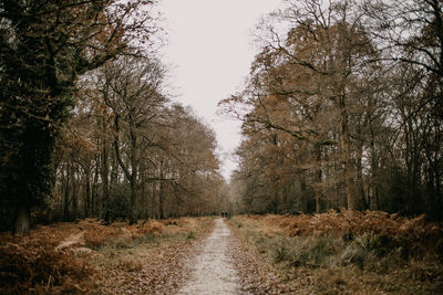 Trees in forest