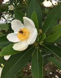 Close-up of bee on flower blooming outdoors