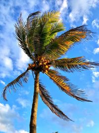 Low angle view of coconut palm tree against sky