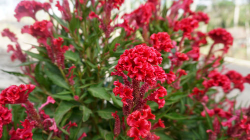 Close-up of red flowering plant