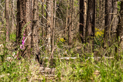 Trees growing in forest