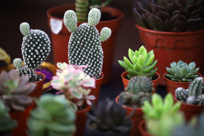High angle view of potted plants on table