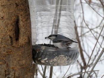 Close-up of bird perching on tree trunk