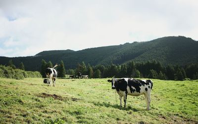 Cows standing in a field