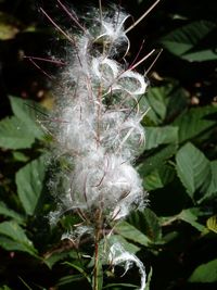 Close-up of flower blooming outdoors