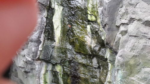 Close-up of rock on tree