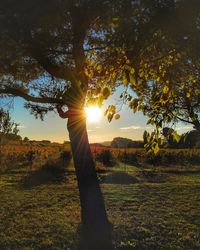 Sunlight streaming through trees on field during sunset