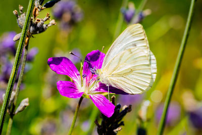 Close-up of butterfly pollinating on purple flower