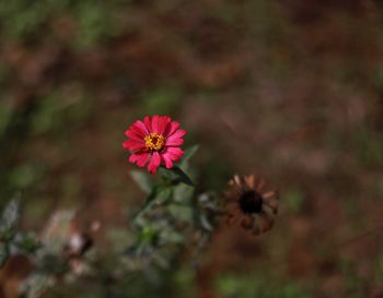 Close-up of pink flowering plant