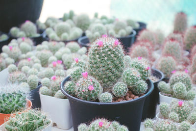 Close-up of succulent plants in yard