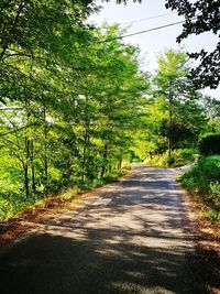 Road amidst trees in forest