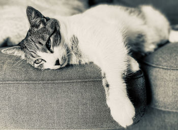 Close-up of cat sleeping on sofa