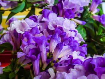 Close-up of purple flowering plants