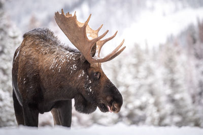 View of deer on snow covered field