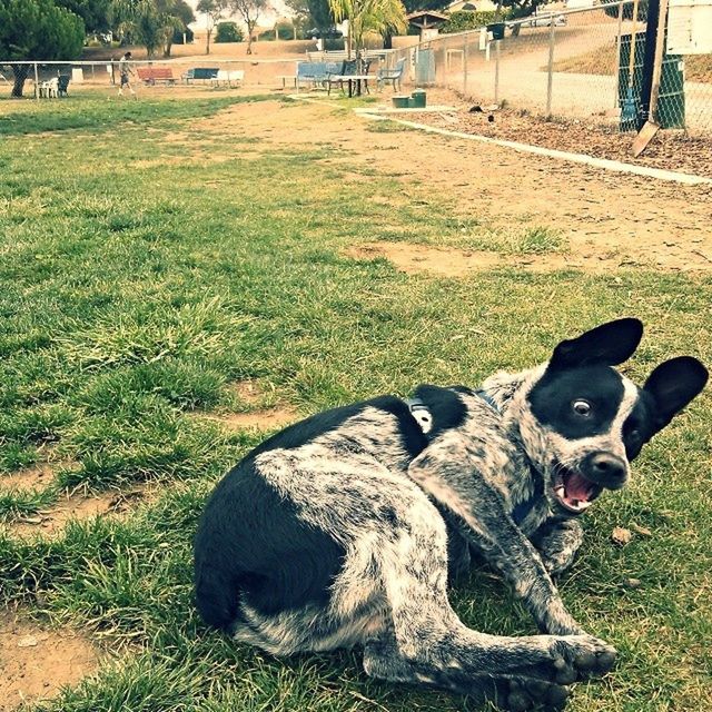 domestic animals, animal themes, mammal, grass, pets, one animal, field, two animals, grassy, relaxation, livestock, dog, lying down, resting, outdoors, relaxing, day, green color, no people, cow