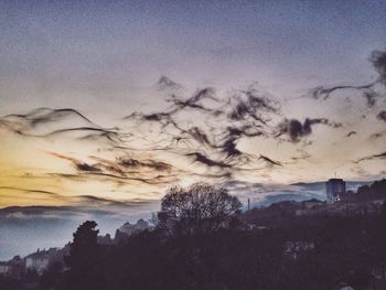 Silhouette of trees at sunset