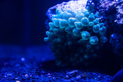 Close-up of jellyfish swimming in sea