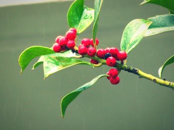 Close-up of red flower buds