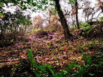 Flowers growing on tree in forest