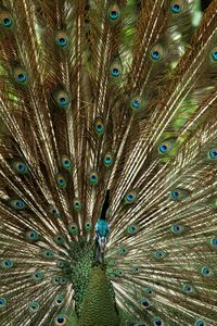 Full frame shot of peacock feathers