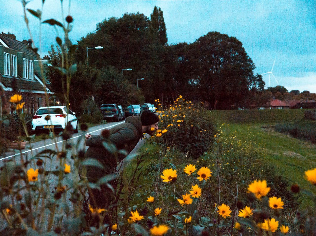 YELLOW FLOWERS ON STREET IN CITY