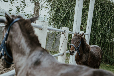 Close-up of horse